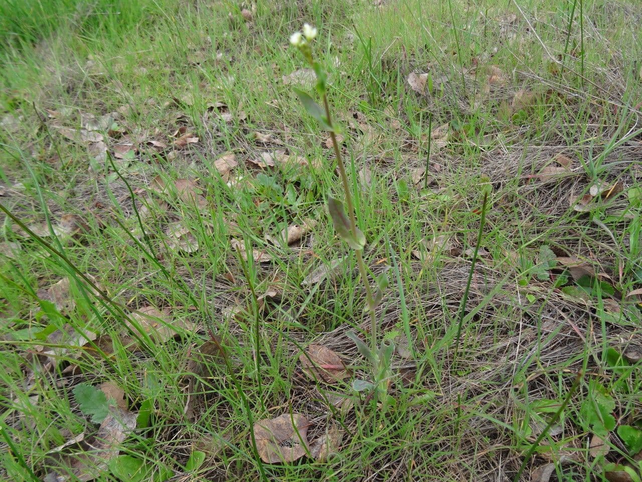 Thysanocarpus 13