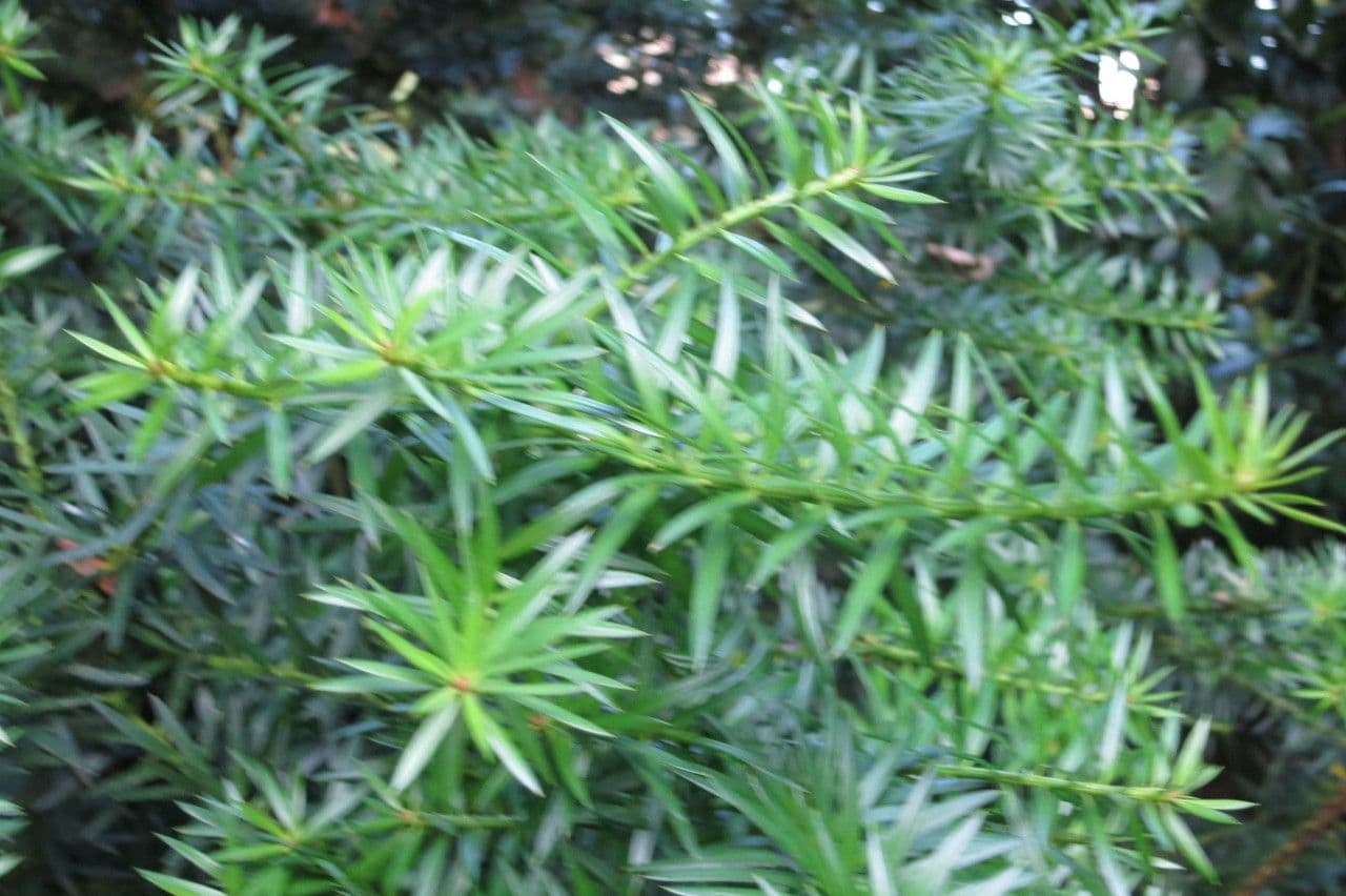 Podocarpus 20