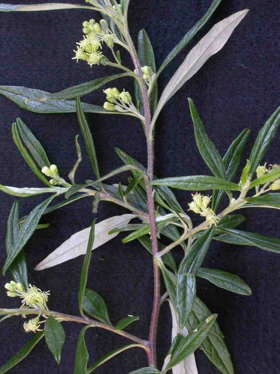 Baccharis montana