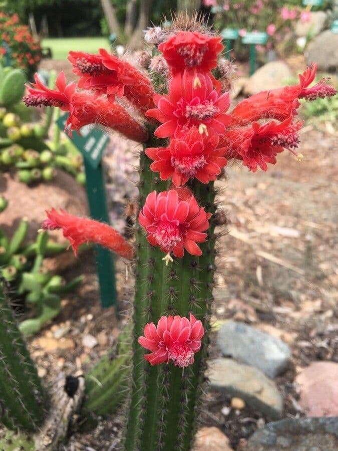 Cleistocactus