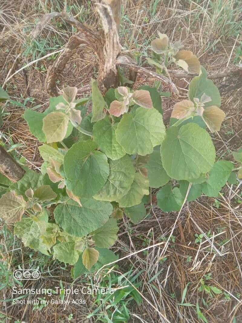 Rundblättrige Dombeya 17