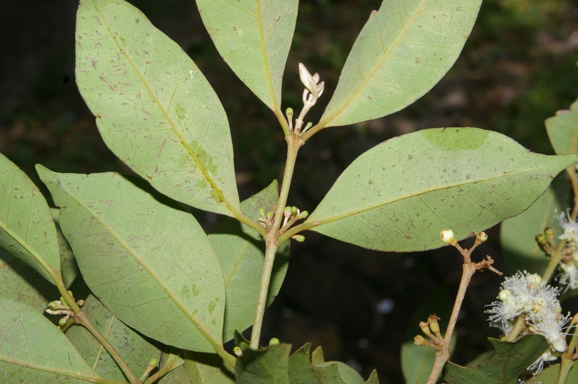 Eugenia 12