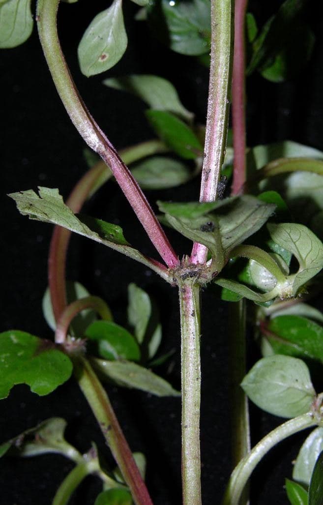 Spermacoce prostrata 11