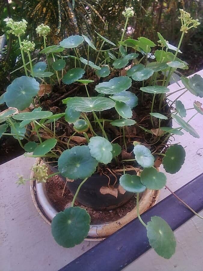 Hydrocotyle bonariensis 11