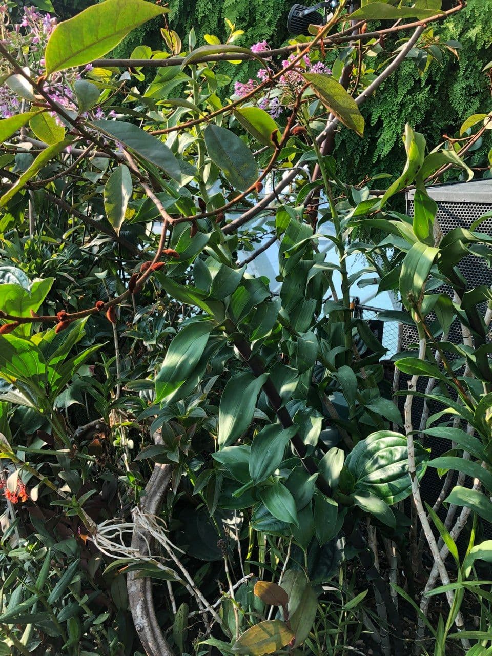 Epidendrum z Atacazo 7