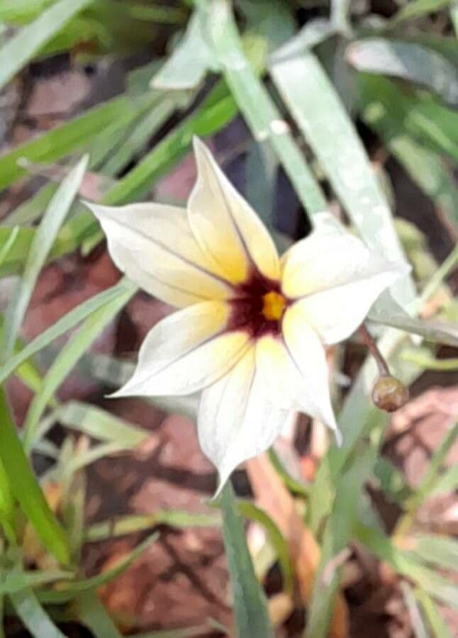 Sisyrinchium micranthum 5