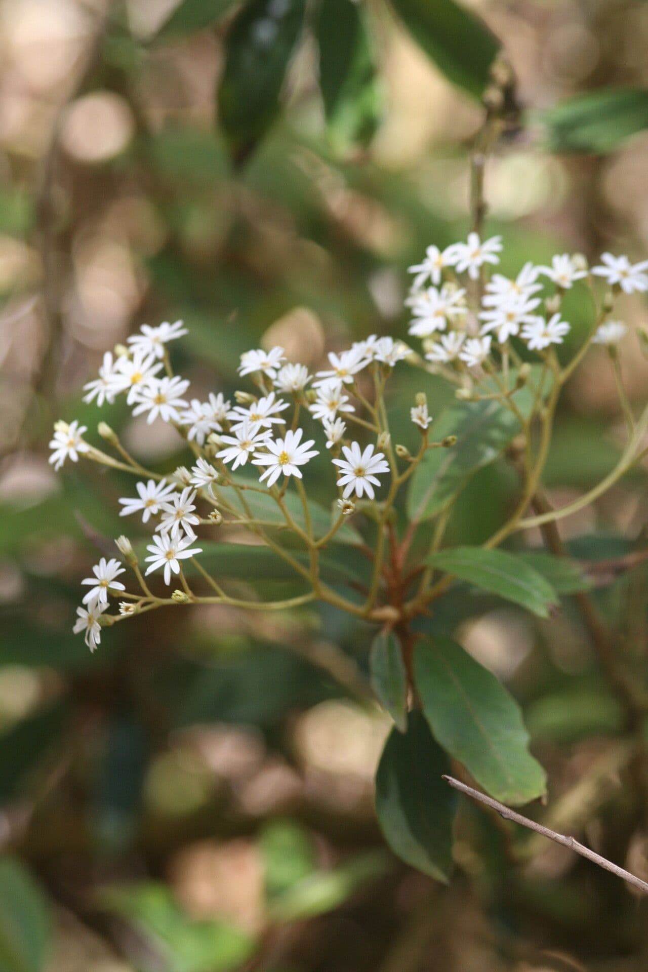 Olearia megalophylla