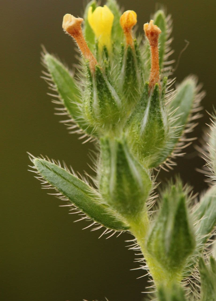 Neatostema apulum 2