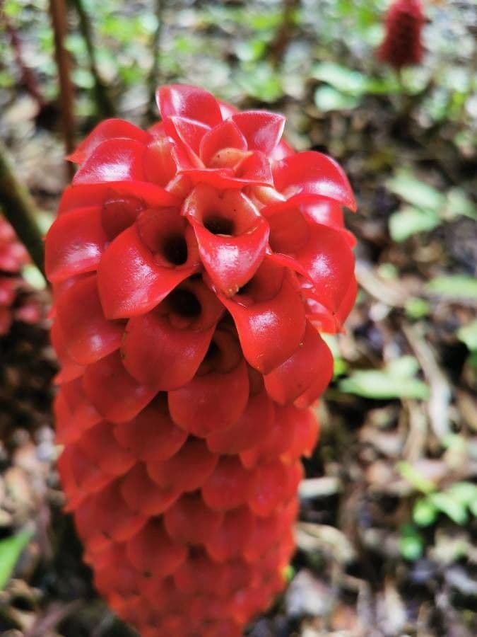 Ananas-Ingwer 3