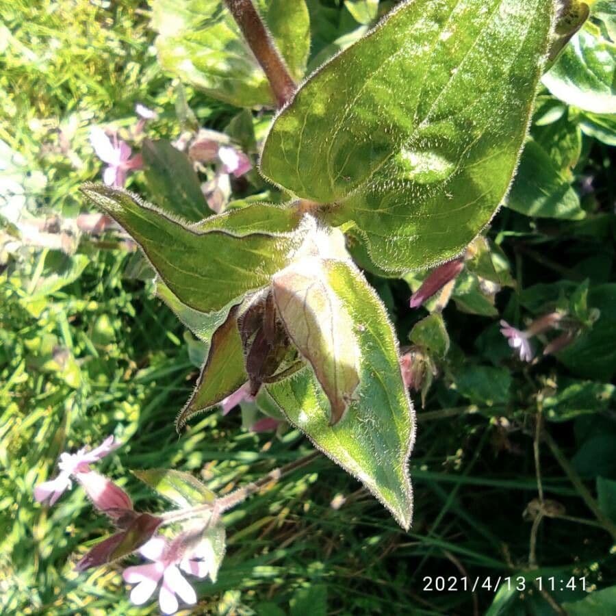 Silene dioica 19