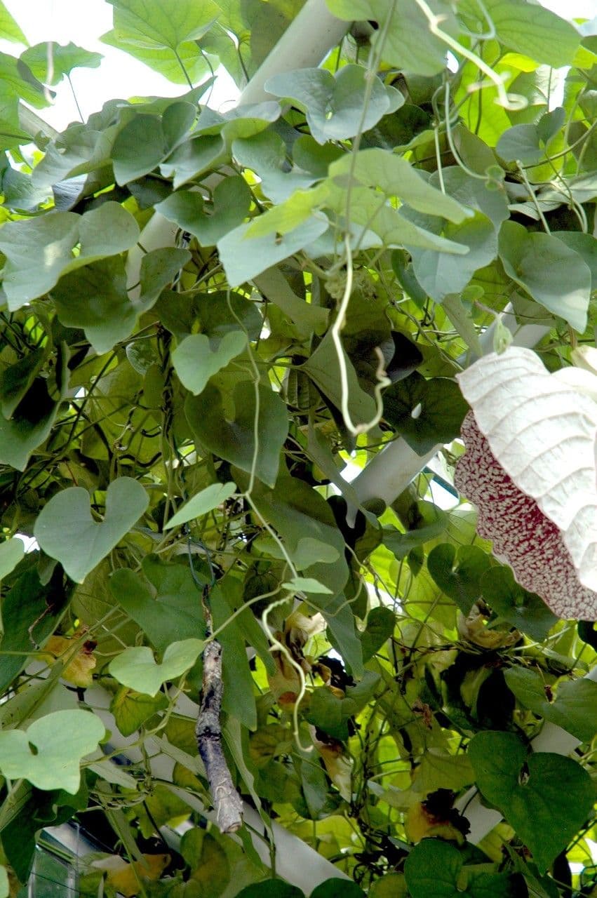 Fiore d'anatra 13