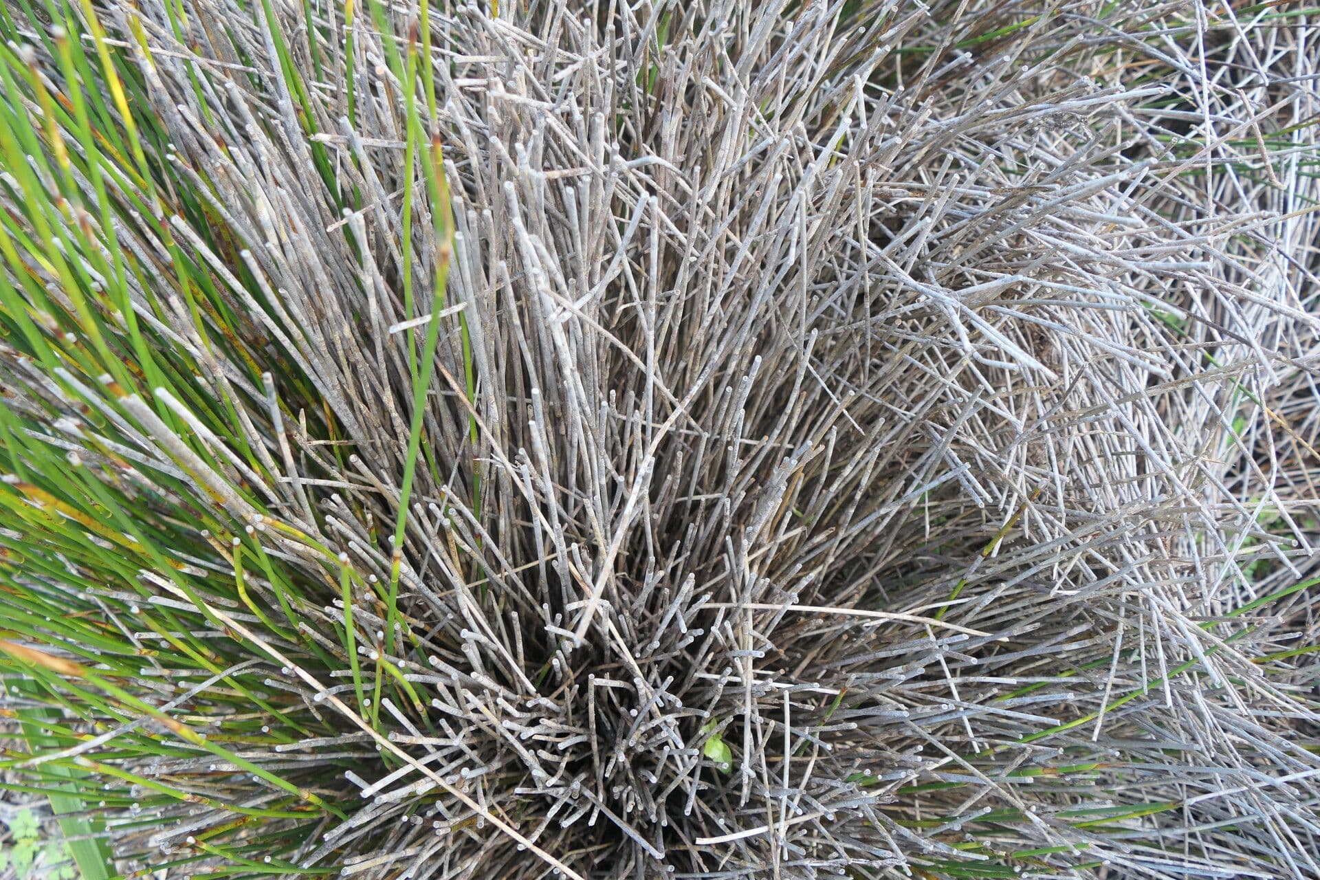 Thamnochortus 2