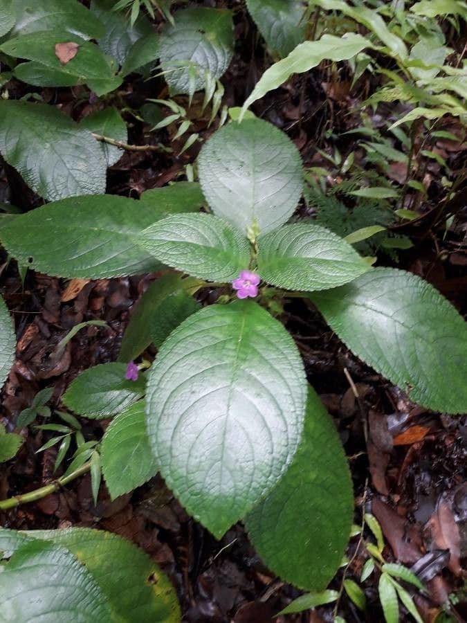 Chrysothemis melittifolia 14