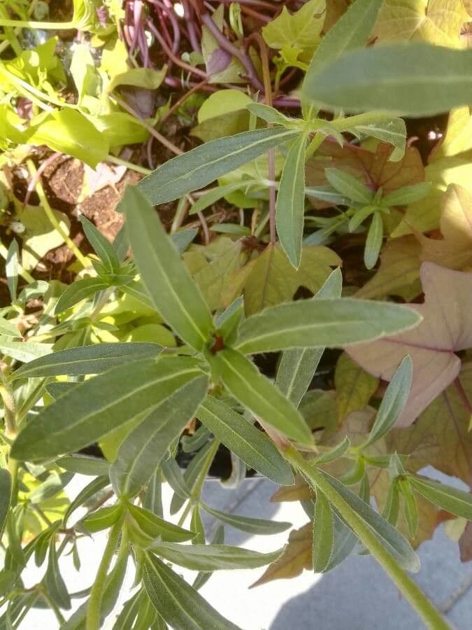 Gomphrena 12