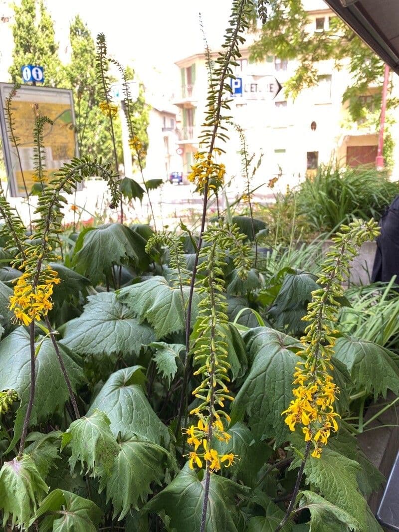 Ligularia 6