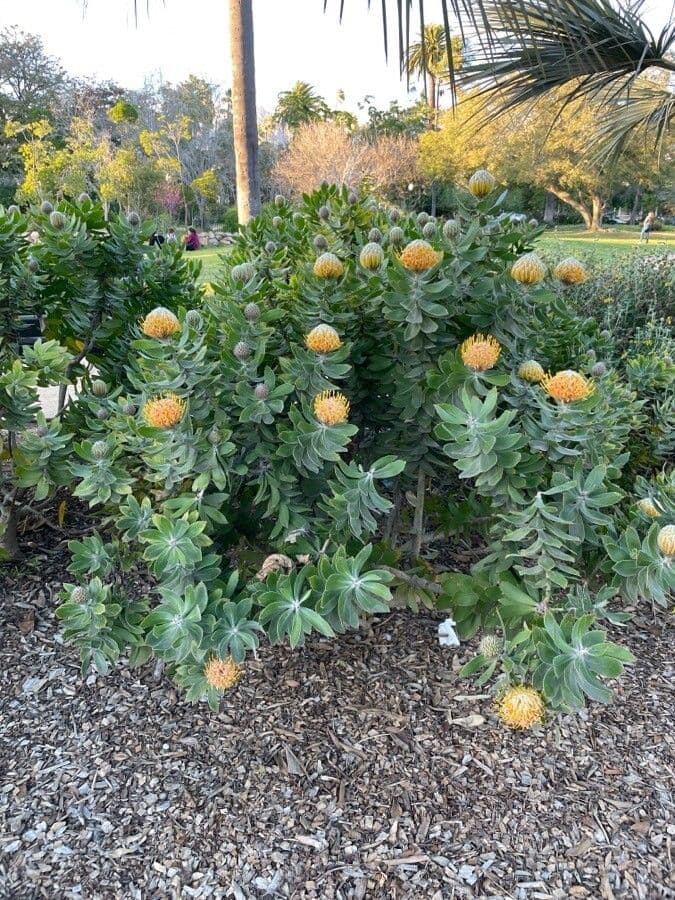 Leucospermum 9