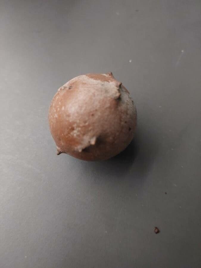 Quercia lusitanica 2
