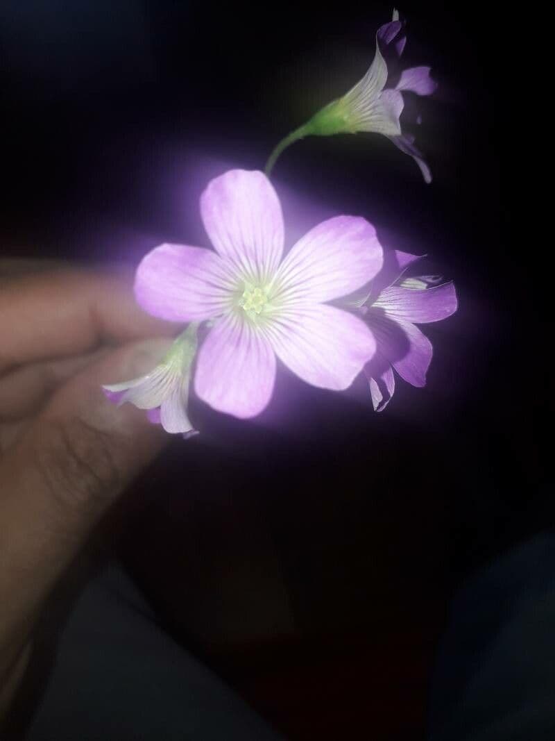 Acetosa viola 2
