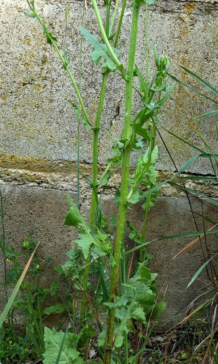Slupečník hořcovitý 25