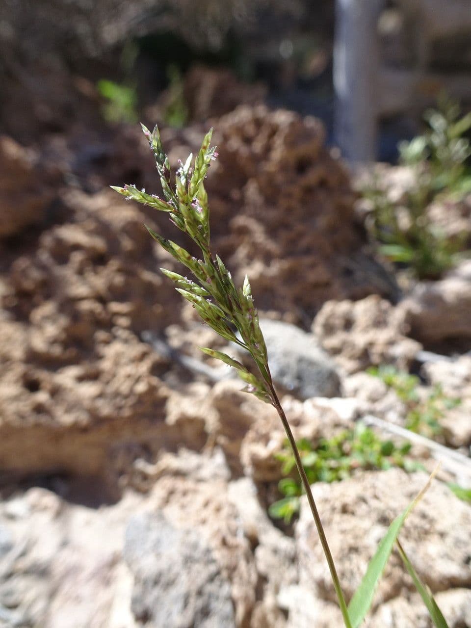 Lovegrass