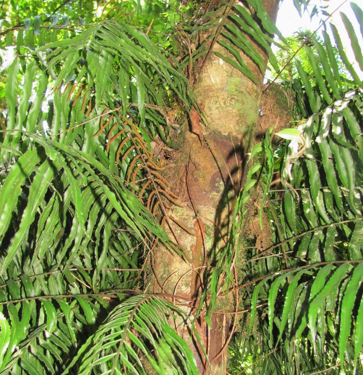Lomariopsis 3