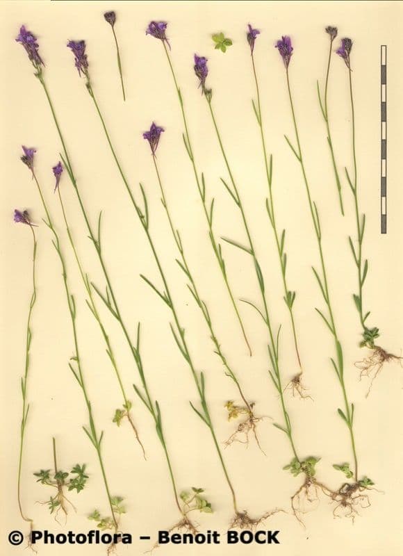 Lenec pelisseriana 24