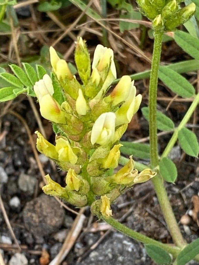 Astragalo ceci 7