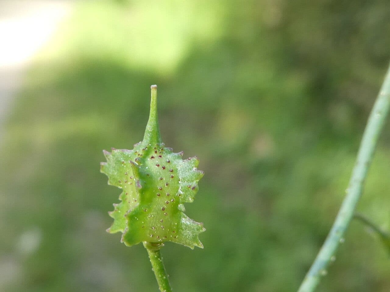 Bunias erucago 4