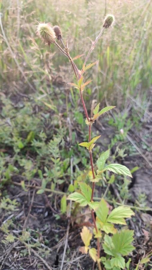 Geum de Alepo 21