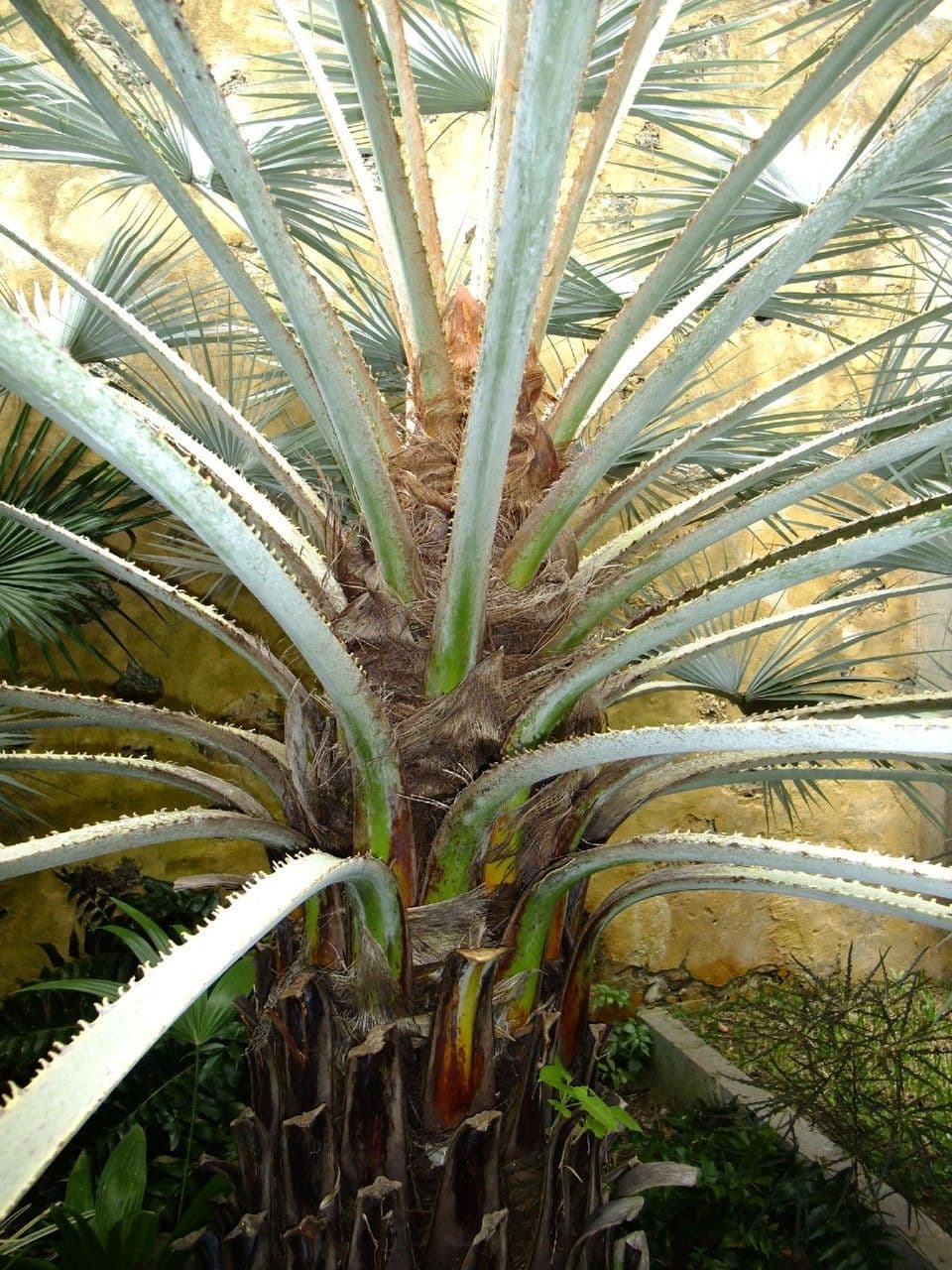 Mexický modrý palma 24