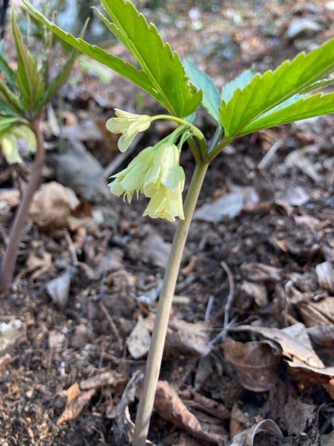 Kardamína deväťlistá 9