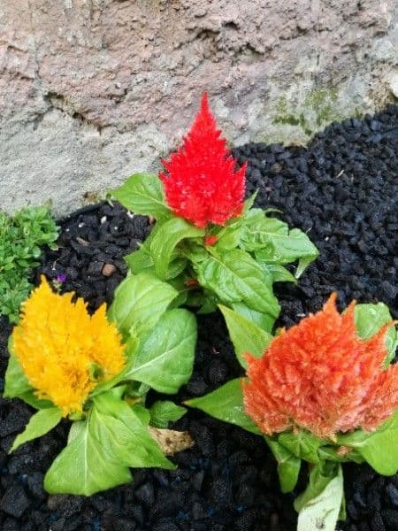 Celosia argentea 12