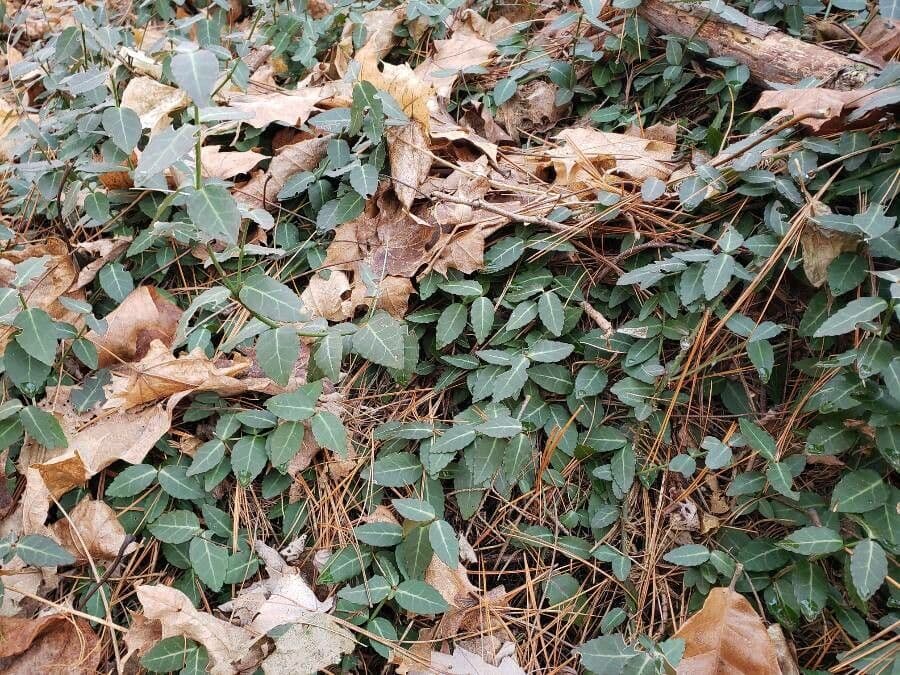 Chimaphila macchiata 12