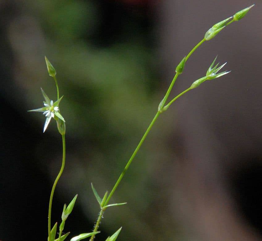 Stellaria lucida 3