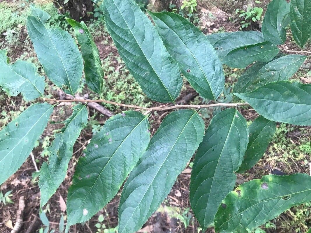 Casearia 12