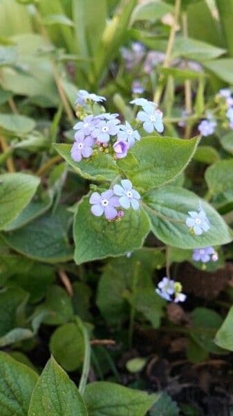 Brunnera macrophylla 26