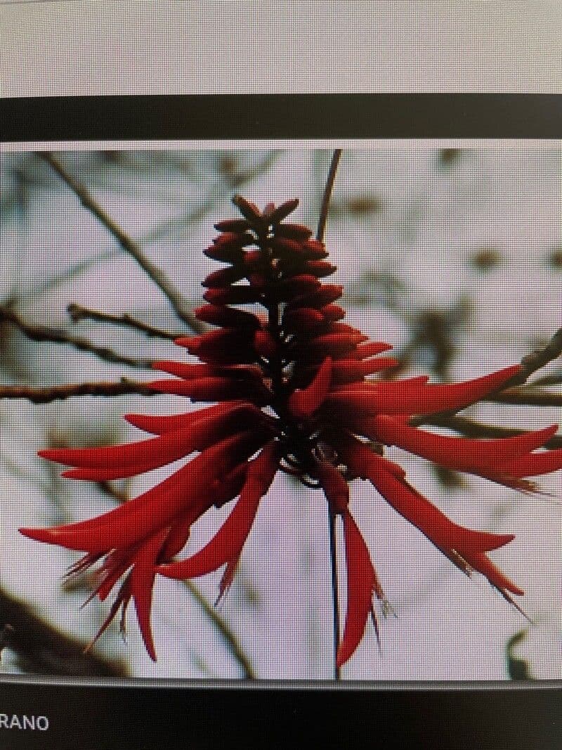 Erythrina americká 4