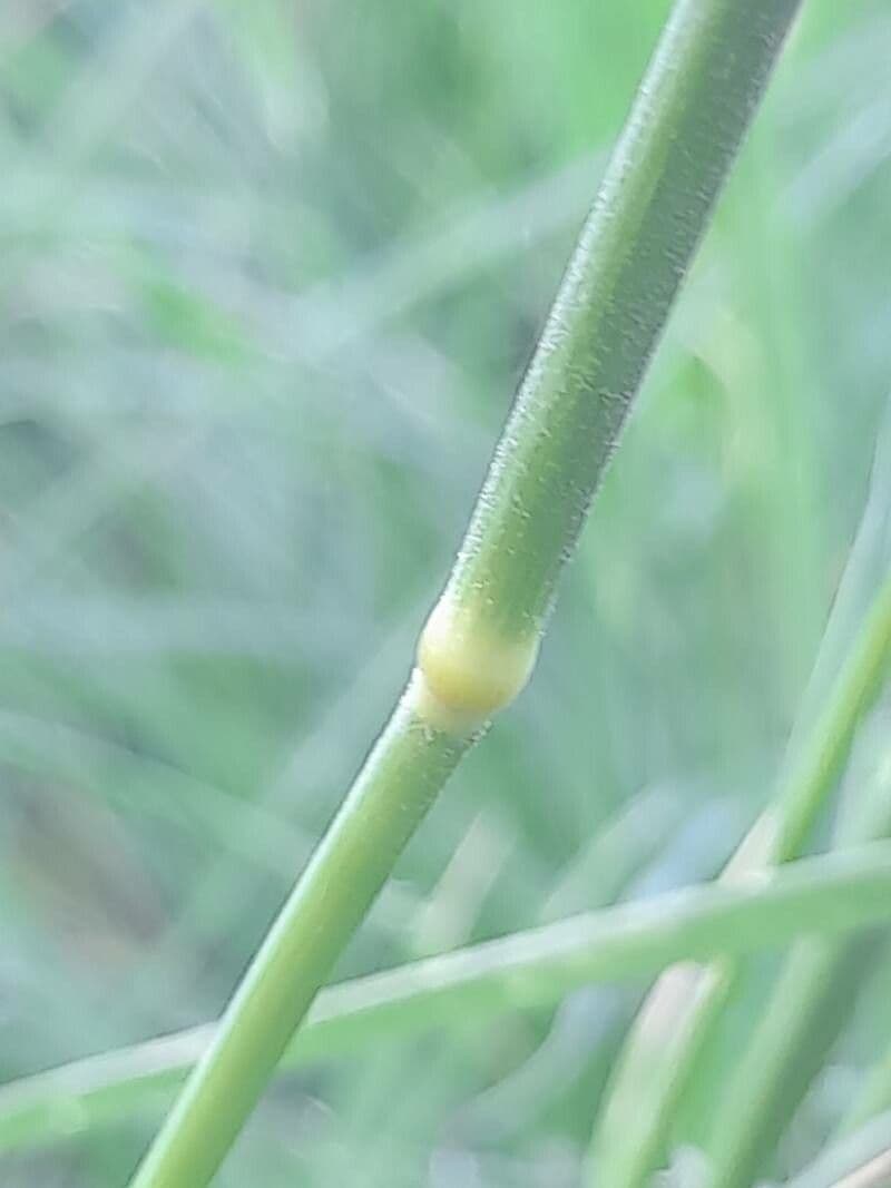 Chloris barbata 22