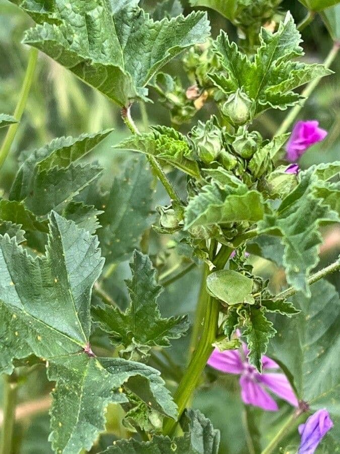 Malva selvatica 29