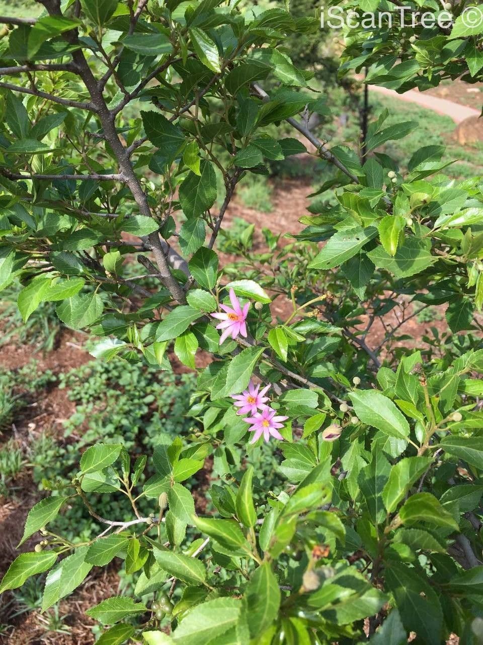 Grewia occidental 12