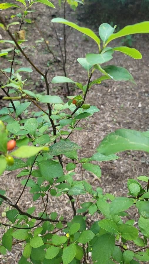 Lindera benzoin 19