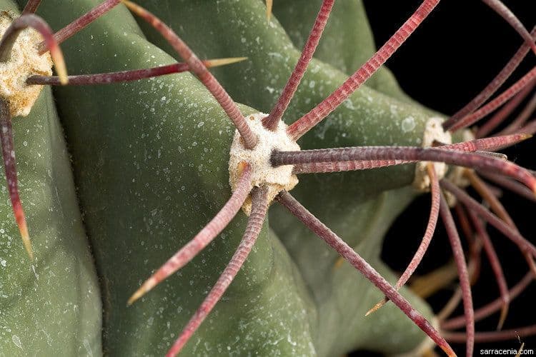 Cactus a botte di Emory 28
