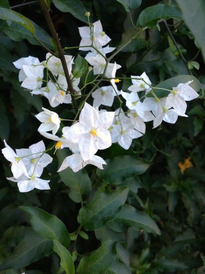 Solanum laxum 13