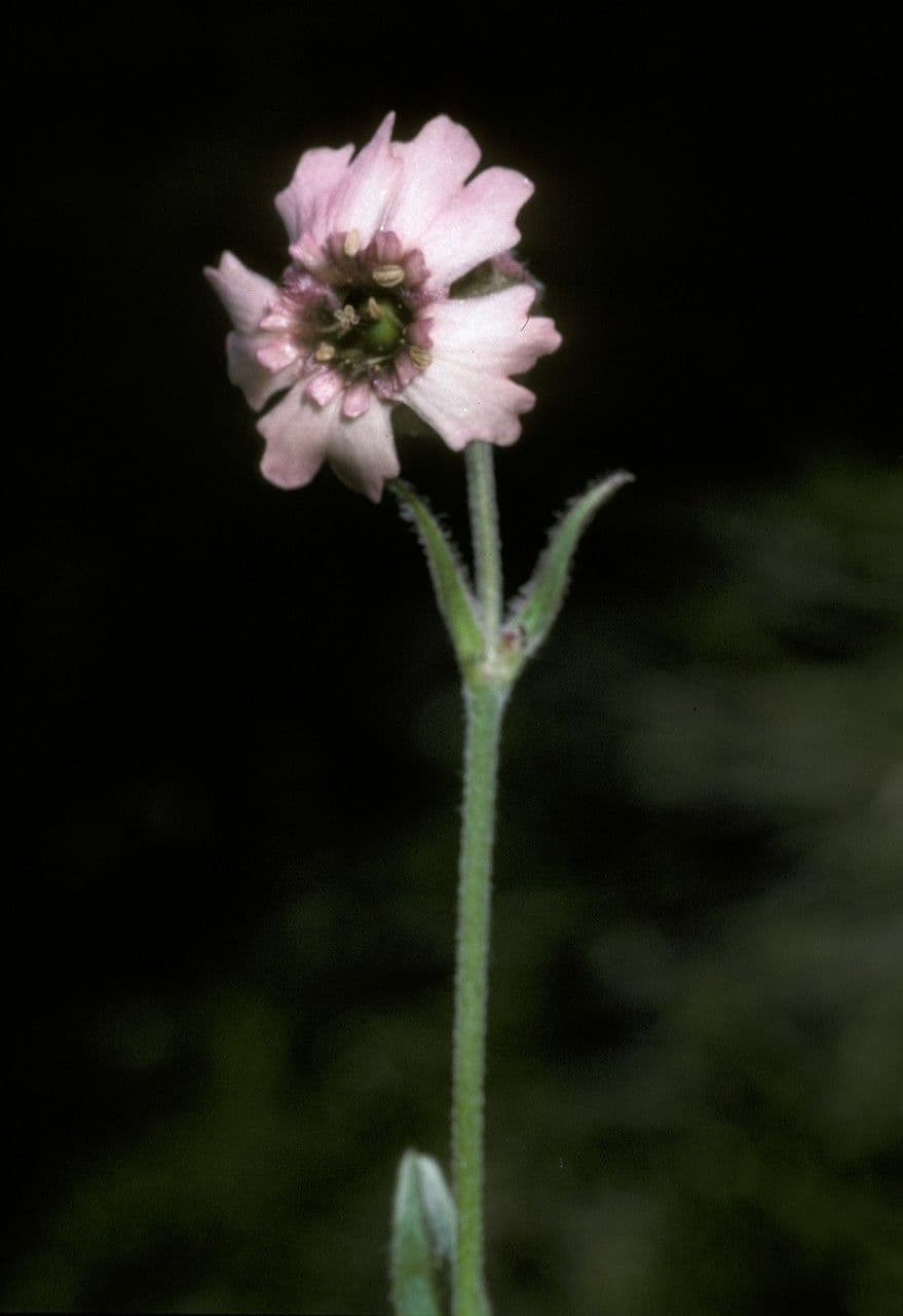 Silene 2