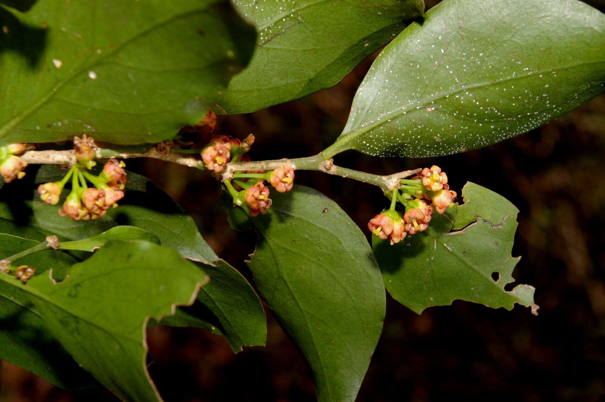 Agonandra