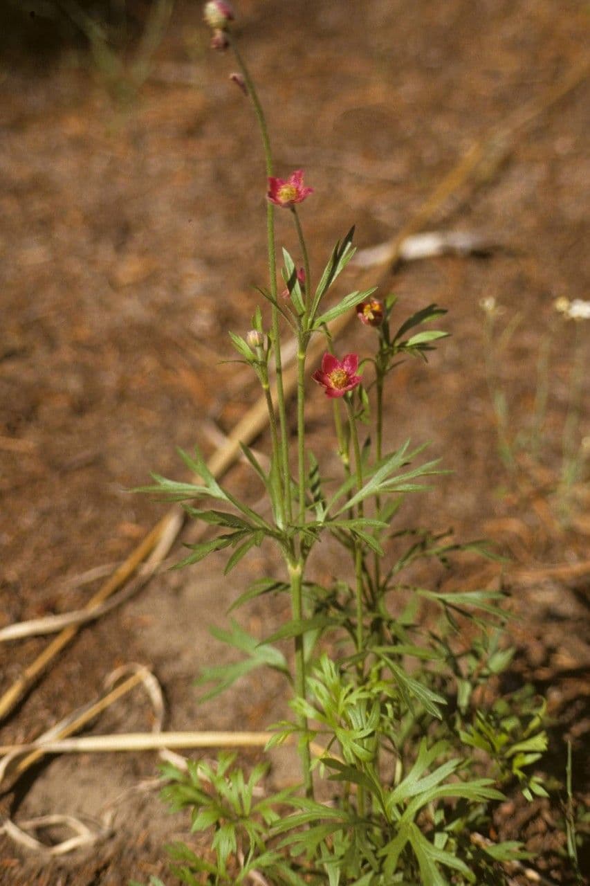 Anemone multifida 9