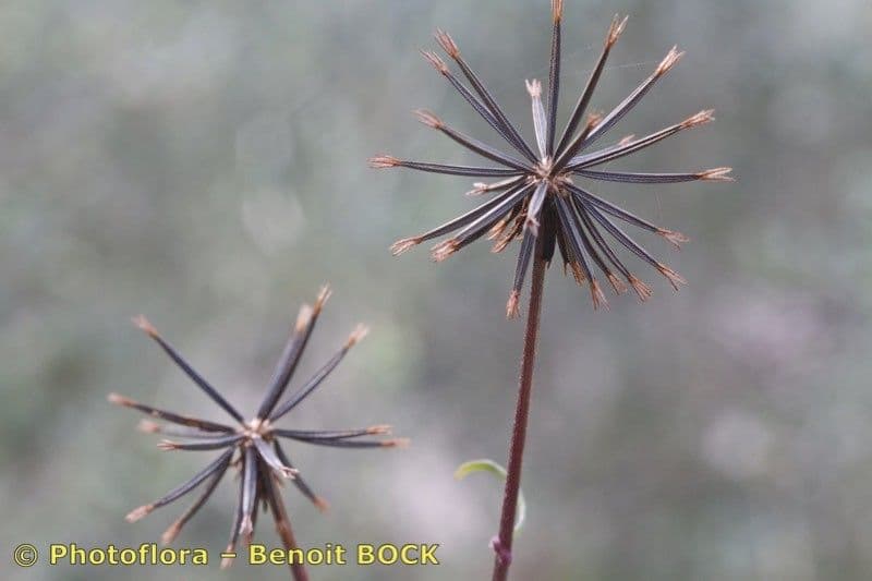 Größeres Bettlerkraut 29