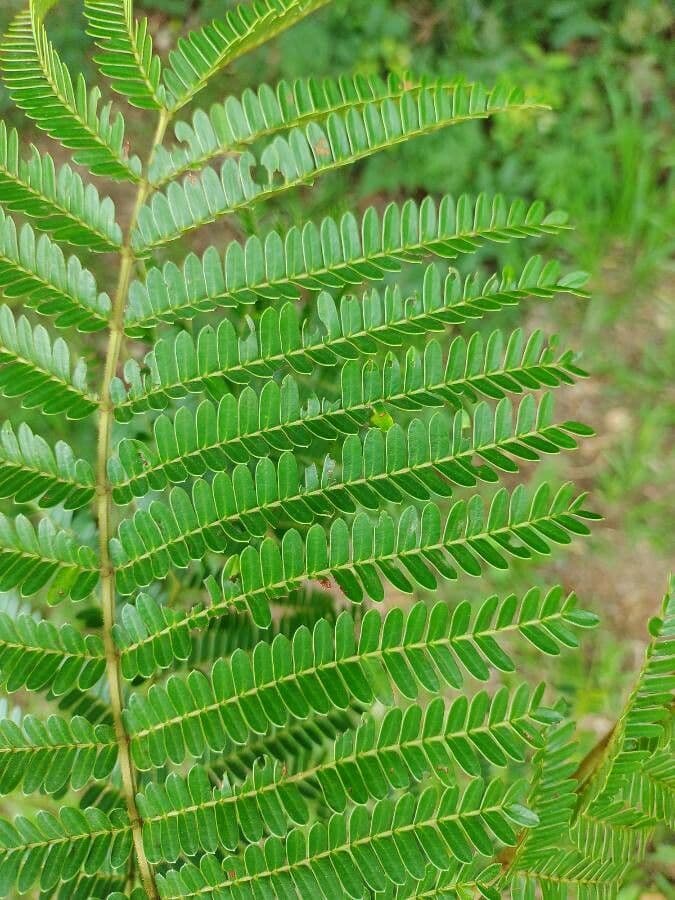 Peltophorum dubium 17