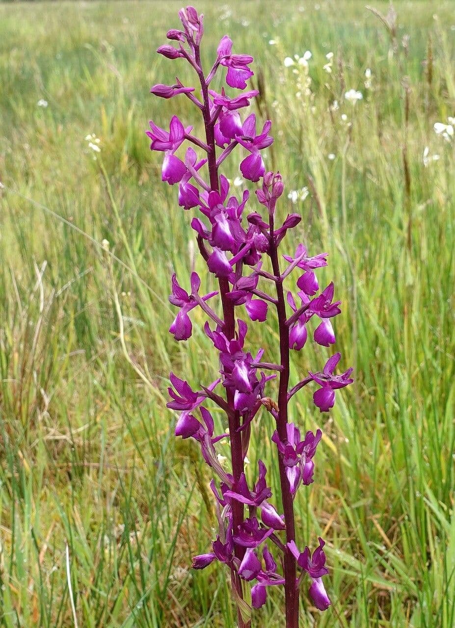 Orchide di palude 4