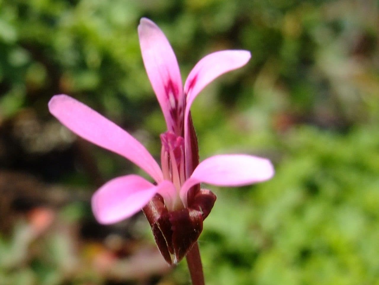Geranium 5